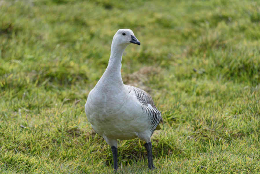 Ganso de Montaña - islas Falkland o Malvinas 02.jpg
